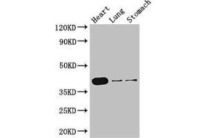 Western Blot Positive WB detected in: Mouse heart tissue, Mouse lung tissue, Mouse stomach tissue All lanes: DMRT1 antibody at 3 μg/mL Secondary Goat polyclonal to rabbit IgG at 1/50000 dilution Predicted band size: 40, 29, 19 kDa Observed band size: 40 kDa (DMRT1 抗体  (AA 195-363))