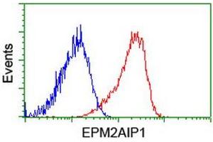 Flow cytometric Analysis of Hela cells, using anti-EPM2AIP1 antibody (ABIN2453902), (Red), compared to a nonspecific negative control antibody, (Blue). (EPM2AIP1 抗体)