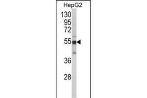 Western blot analysis of CYP2J2 Antibody (N-term) (ABIN652340 and ABIN2841564) in HepG2 cell line lysates (35 μg/lane). (CYP2J2 抗体  (N-Term))