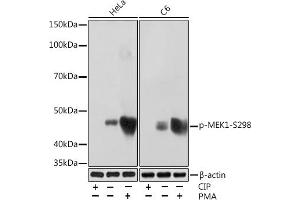 Western blot analysis of extracts of various cell lines, using Phospho-MEK1-S298 Rabbit mAb (ABIN7268634) at 1:1000 dilution. (MEK1 抗体  (pSer298))