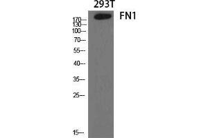 Western Blot (WB) analysis of specific cells using FN1 Polyclonal Antibody. (Fibronectin 1 抗体  (C-Term))