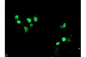 Anti-ERCC4 mouse monoclonal antibody (ABIN2454840) immunofluorescent staining of COS7 cells transiently transfected by pCMV6-ENTRY ERCC4 (RC223300). (ERCC4 抗体)
