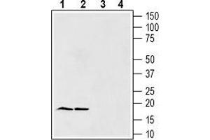 Western blot analysis of rat brain lysates (lanes 1 and 3) and mouse brain lysates (lanes 2 and 4): - 1, 2. (SNCG 抗体  (AA 96-108))