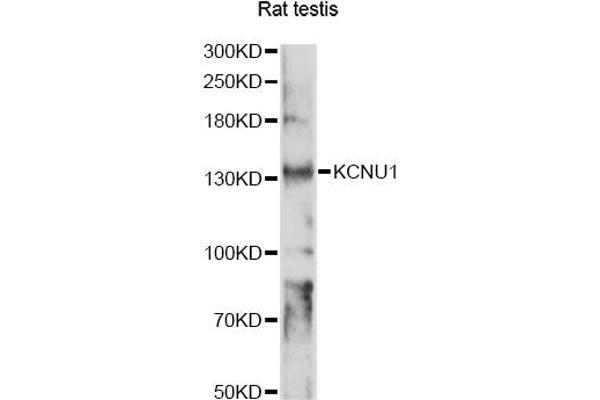 KCNU1 抗体
