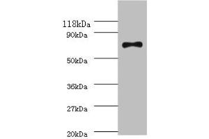 anti-RECQ (AA 2-606) antibody