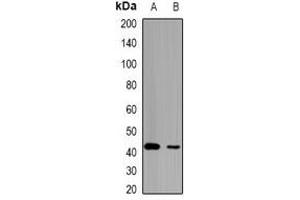 Western blot analysis of HCCR-1 expression in mouse kidney (A), mouse liver (B) whole cell lysates. (LETMD1 抗体)