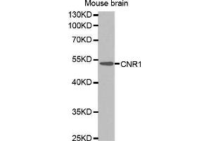 Western Blotting (WB) image for anti-Cannabinoid Receptor 1 (CNR1) (AA 1-120) antibody (ABIN1679303) (CNR1 抗体  (AA 1-120))