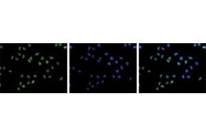 Immunofluorescent staining of Hela cell line with antibody followed by an anti-rabbit antibody conjugated to Alexa488 (left). (HIST1H3A 抗体  (3meLys36))