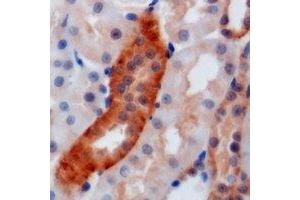 Immunohistochemical analysis of AGAT staining in mouse kidney formalin fixed paraffin embedded tissue section. (GATM 抗体)