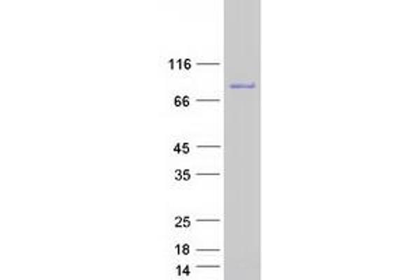 SCG2 Protein (Myc-DYKDDDDK Tag)