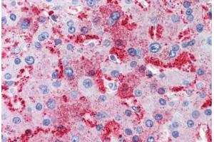 Human Liver (formalin-fixed, paraffin-embedded) stained with MUC13 antibody ABIN351431 at 10 ug/ul followed by biotinylated goat anti-rabbit IgG secondary antibody ABIN481713, alkaline phosphatase-streptavidin and chromogen. (MUC13 抗体  (Internal Region))