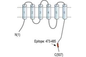Representative domain view of the target of ABIN7043714.