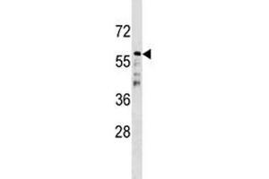 CDC20B antibody western blot analysis in NCI-H292 lysate (CDC20B 抗体  (AA 11-39))