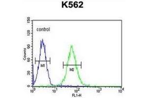 Flow cytometric analysis of K562 cells using MINPP1 Antibody (N-term) Cat. (MINPP1 抗体  (N-Term))