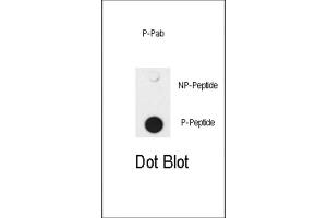 Dot Blot (DB) image for anti-SMAD Family Member 4 (SMAD4) (pThr277) antibody (ABIN3001788) (SMAD4 抗体  (pThr277))