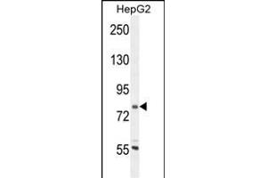 CORO7 Antibody (N-term) (ABIN654722 and ABIN2844411) western blot analysis in HepG2 cell line lysates (35 μg/lane). (Coronin 7 抗体  (N-Term))