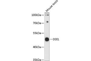 Western blot analysis of extracts of mouse testis, using DDI1 antibody (ABIN7266816) at 1:3000 dilution. (DDI1 抗体  (AA 97-396))