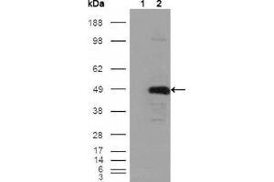 Western Blot showing BHMT antibody used against HEK293T cells transfected with the pCMV6-ENTRY control (1) and pCMV6-ENTRY BHMT cDNA (2). (BHMT 抗体)