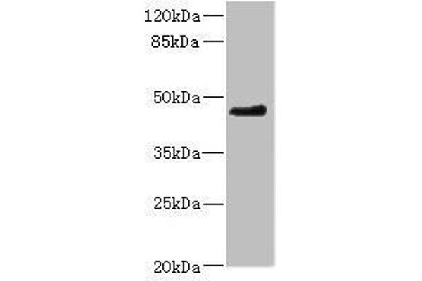 OSGEPL1 抗体  (AA 1-270)
