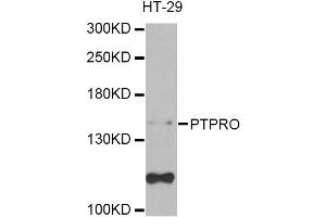 Western blot analysis of extracts of HT-29 cells, using PTPRO Antibody (ABIN2564815) at 1:1000 dilution. (PTPRO 抗体)