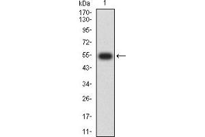 Western blot analysis using YWHAQ mAb against human YWHAQ (AA: 1-245) recombinant protein. (14-3-3 theta 抗体  (AA 1-245))