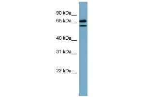 WB Suggested Anti-HSPA8 Antibody Titration:  0.