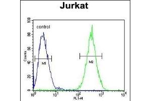 SELPLG Antibody (C-term) (ABIN654425 and ABIN2844160) flow cytometric analysis of Jurkat cells (right histogram) compared to a negative control cell (left histogram).