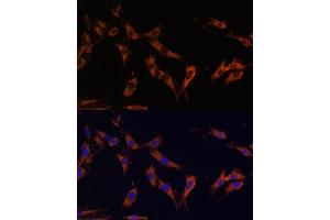 Immunofluorescence analysis of C6 cells using KSR1 Polyclonal Antibody (ABIN7268119) at dilution of 1:100 (40x lens). (KSR1 抗体  (AA 320-420))