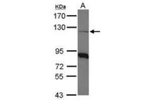 Image no. 1 for anti-Coatomer Protein Complex, Subunit beta 1 (COPB1) (AA 65-267) antibody (ABIN467583) (COPB1 抗体  (AA 65-267))