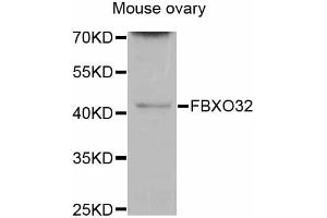 Western blot analysis of extracts of mouse ovary, using FBXO32 antibody (ABIN5997722) at 1/200 dilution. (FBXO32 抗体)