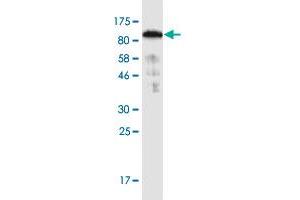 Western Blot detection against Immunogen (91. (SNX9 抗体  (AA 1-595))