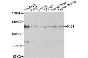 Western blot analysis of extracts of various cell lines, using MIB1 antibody (ABIN5996317) at 1/1000 dilution. (MIB1 抗体)