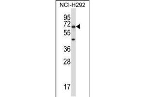 Western blot analysis in NCI-H292 cell line lysates (35ug/lane). (PODXL2 抗体  (C-Term))