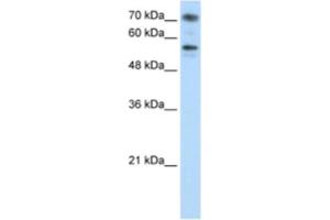 Western Blotting (WB) image for anti-Bromodomain Containing 7 (BRD7) antibody (ABIN2461841) (BRD7 抗体)