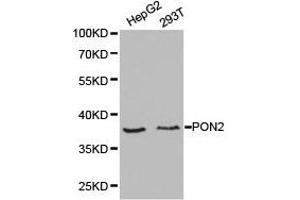 Western Blotting (WB) image for anti-Paraoxonase 2 (PON2) antibody (ABIN1874194) (PON2 抗体)