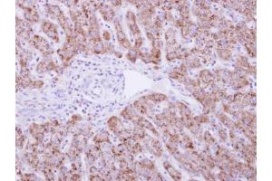 IHC-P Image DUSP19 antibody detects DUSP19 protein at cytosol on human normal liver by immunohistochemical analysis. (DUSP19 抗体)