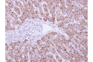 IHC-P Image DUSP19 antibody detects DUSP19 protein at cytosol on human normal liver by immunohistochemical analysis. (DUSP19 抗体)