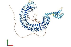 AlphaFold protein structure predicition of Mouse Recombinant Lrrd1 Protein, UniprotID Q8C0R9 (LRRD1 Protein (AA 1-853) (His tag))