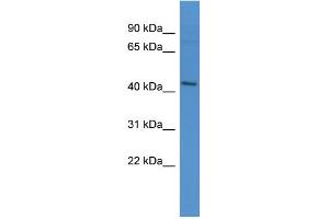 WB Suggested Anti-APLNR Antibody Titration: 0. (Apelin Receptor 抗体  (N-Term))