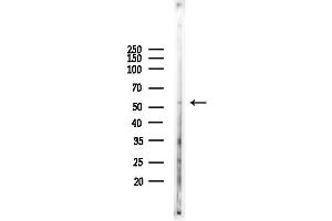 Western blot analysis of lysates from Mouse testis, using EMI Antibody at 1/1000 dilution.