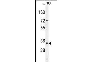 BCA3 Antibody (N-term) (ABIN654052 and ABIN2843954) western blot analysis in mouse CHO cell line lysates (35 μg/lane). (AKIP1 抗体  (N-Term))