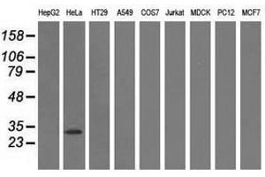 Image no. 2 for anti-Glutathione S-Transferase theta 2 (GSTT2) antibody (ABIN1498558) (GSTT2 抗体)