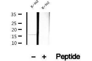 Western blot analysis of extracts of K-562 cells, using Hemoglobin epsilon antibody. (Hemoglobin, epsilon 1 (HBe1) 抗体)