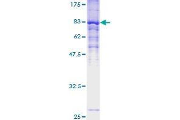 ZDHHC13 Protein (AA 1-622) (GST tag)