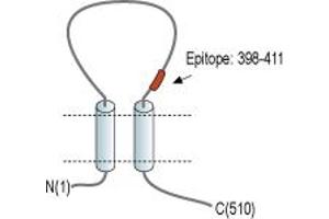 Representative domain view of the target of ABIN7043113. (CD39 抗体  (Extracellular Loop) (FITC))