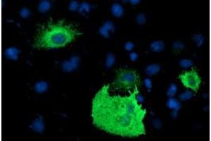 Anti-PDE1B mouse monoclonal antibody (ABIN2454878) immunofluorescent staining of COS7 cells transiently transfected by pCMV6-ENTRY PDE1B (RC206588). (PDE1B 抗体)