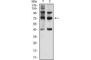 Western blot analysis using CD108 mouse mAb against Hela (1) and Y-79 (2) cell lysate. (SEMA7A 抗体  (AA 48-222))