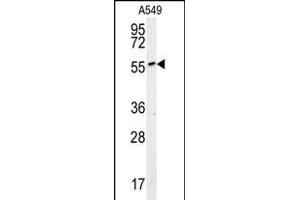ALG10B Antibody (C-term) (ABIN651817 and ABIN2840410) western blot analysis in A549 cell line lysates (15 μg/lane). (ALG10B 抗体  (C-Term))