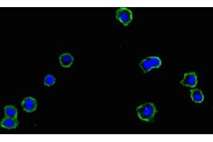 Immunofluorescent analysis of HepG2 cells using ABIN7159449 at dilution of 1:100 and Alexa Fluor 488-congugated AffiniPure Goat Anti-Rabbit IgG(H+L) (Cyclin M1 抗体  (AA 287-586))