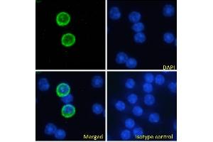 Immunofluorescence staining of fixed mouse splenocytes with anti-GITR antibody YGITR765. (Recombinant TNFRSF18 抗体)